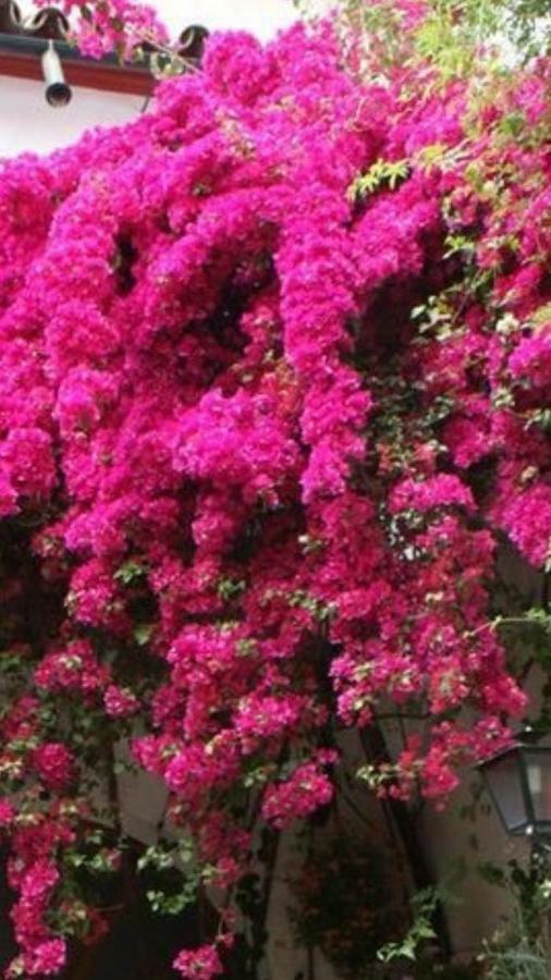 The Country House Koutsoupia Kokkino Nero ภายนอก รูปภาพ